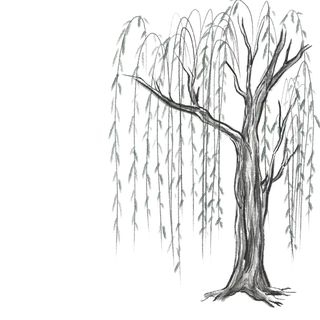 春天绿色春季水墨柳树柳条柳叶春季海报设计PNG免扣素材