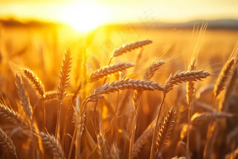 金黄麦田小麦粮食摄影图