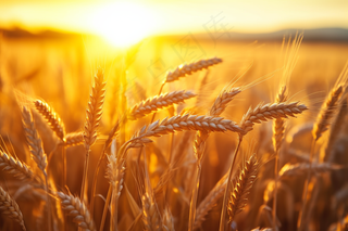 金黄麦田小麦粮食摄影图