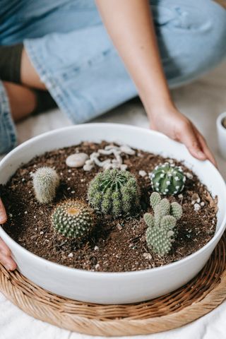 绿色仙人掌仙人球摄影素材