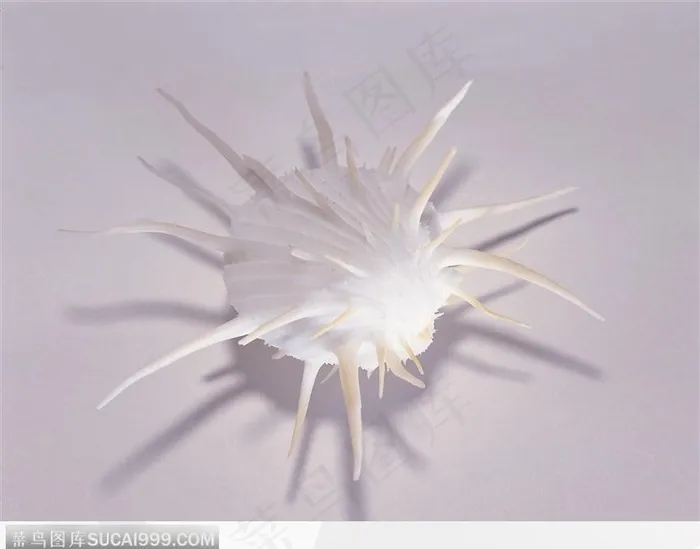 螺旋纹贝壳（全刺）