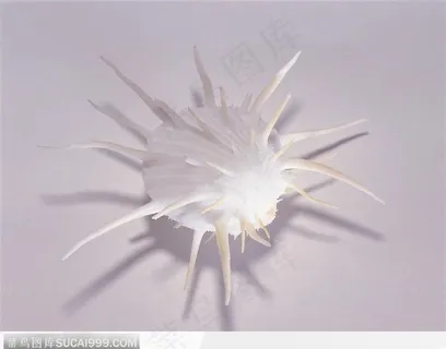 螺旋纹贝壳（全刺）