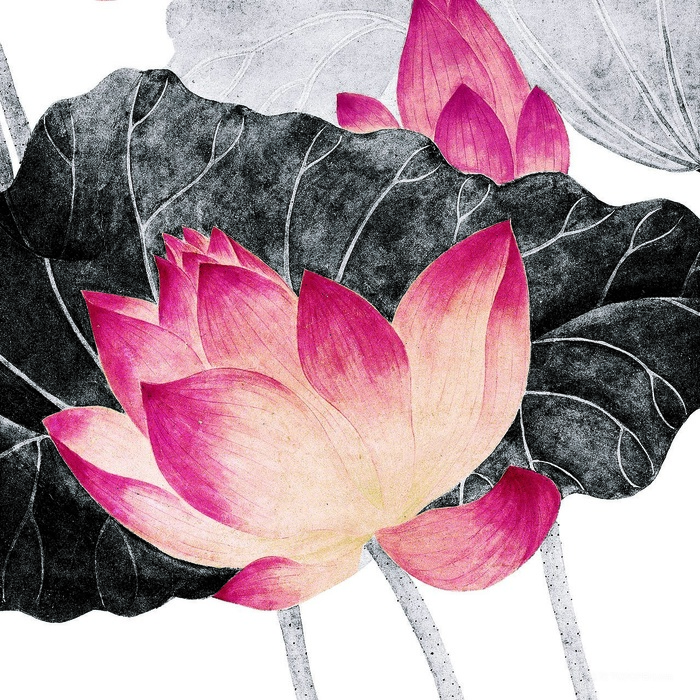 荷花吴应贞手绘