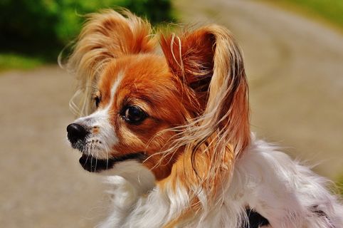 超萌蝴蝶犬图片