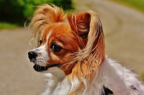 超萌蝴蝶犬图片 超萌蝴蝶犬图片