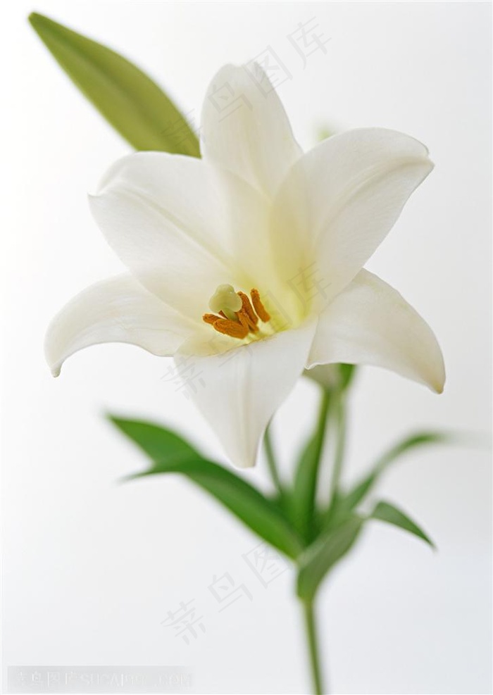 花卉物语-洁白的百合花