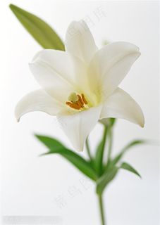 花卉物语-洁白的百合花 花卉物语-洁白的百合花