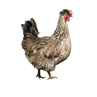 免抠母鸡实物摄影图片