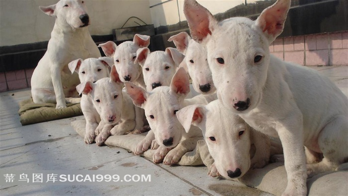 牛头梗犬摄影素材