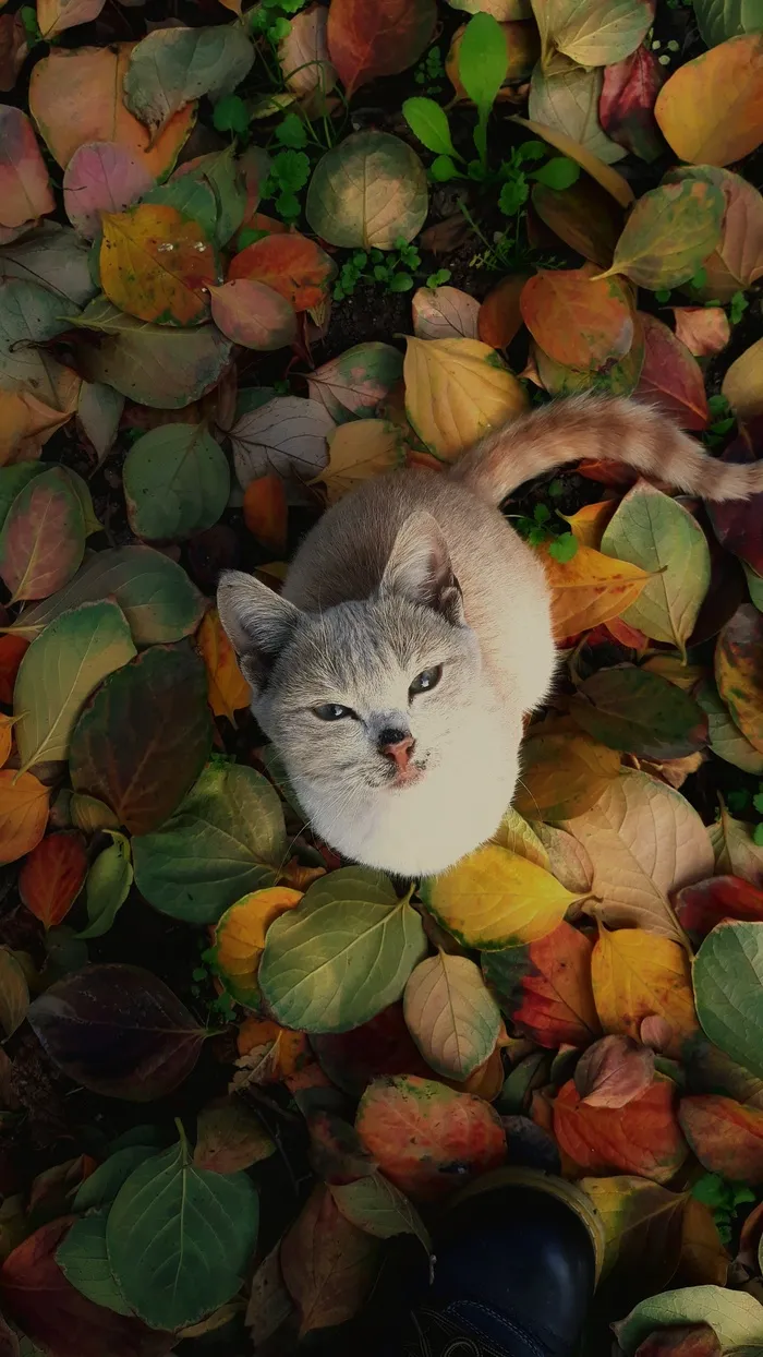 可爱猫咪猫猫摄影素材