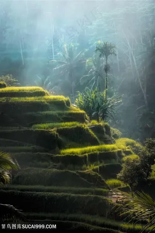 泰国椰子树水稻梯田图片