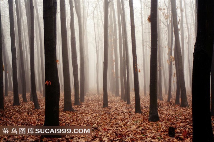 高清落叶林素材