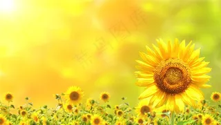 唯美向日葵花海鲜花图片