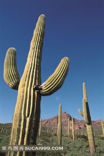 仙人掌风光图片