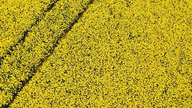 油菜籽, 春天, 黄色, 自然, 花, 绿色, 开花