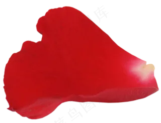 花瓣花朵免扣图片  