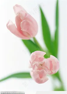 花的彩绘-两朵漂亮的郁金香 花的彩绘-两朵漂亮的郁金香