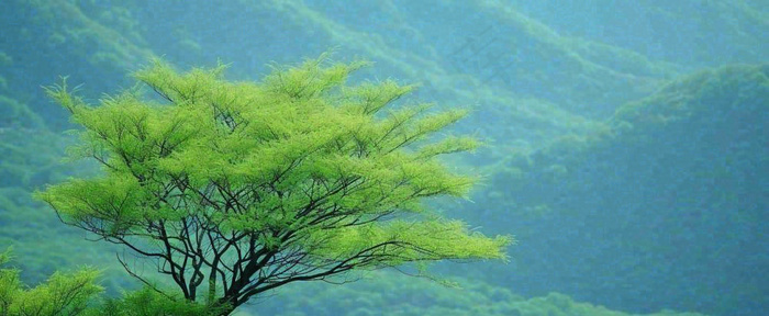 绿色树冠，绿色森林山脉，春天摄影图(1712x704)