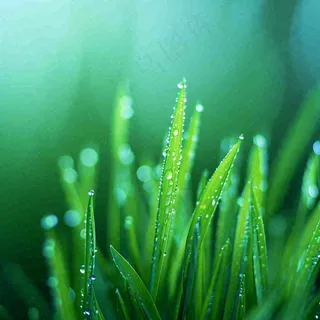 春天草地绿芽雨水露珠阳光，春分谷雨雨水白露摄影图