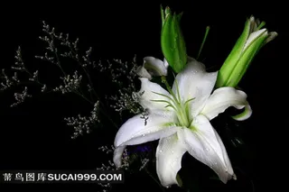 高清白色百合花图片下载