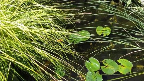 池塘, 鱼, 植物, 自然, 水, 阳光, 绿色, 夏天