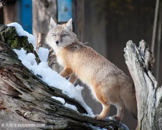 野生动物大树根上的狐狸图片