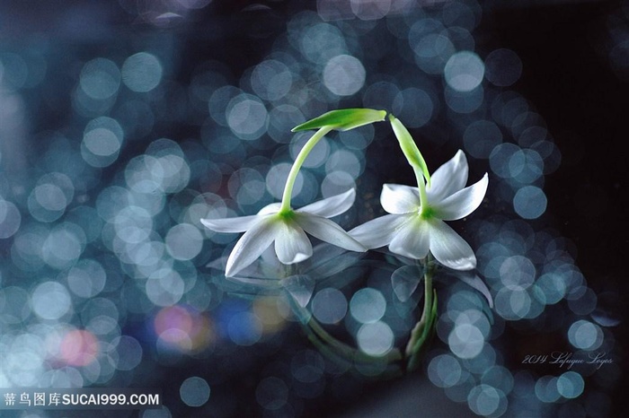 高清唯美梦黄白色鲜花图片