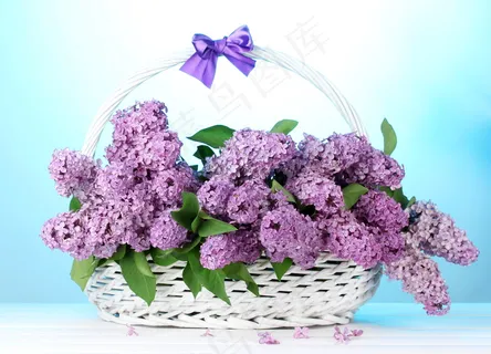 淡雅紫色丁香花图片