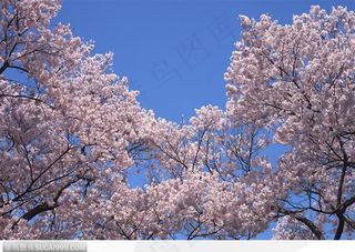 四季花木-一片美丽的梨花