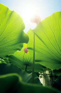 阳光荷叶清爽背景图 阳光荷叶清爽背景图