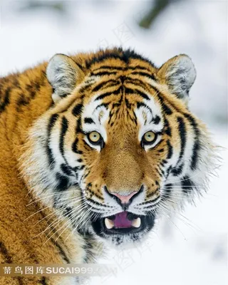 高清野兽猛虎图片