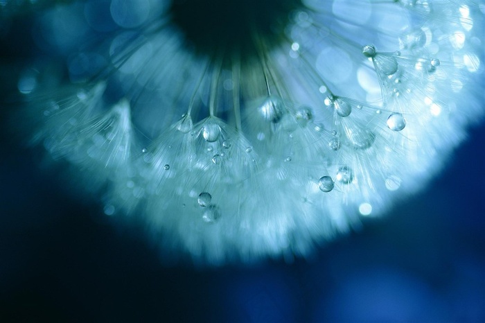 唯美露珠蒲公英高清鲜花图片