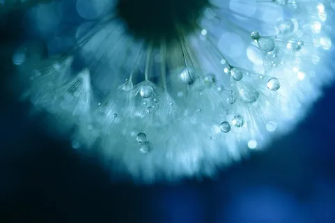 唯美露珠蒲公英高清鲜花图片