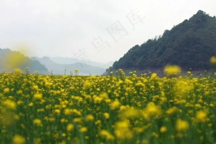 山脚下的油麦田