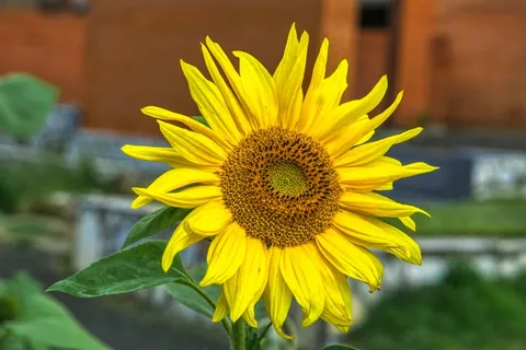 黄色向日葵花朵开花图片 黄色向日葵花朵开花图片