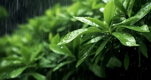 下雨天树叶绿色背景