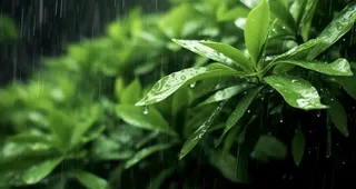 下雨天树叶绿色背景