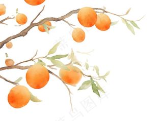 秋 柿子树水彩画插画免抠