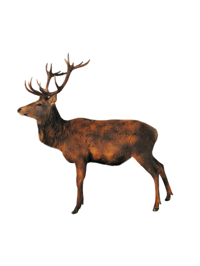 鹿动物免扣素材透明背景野马