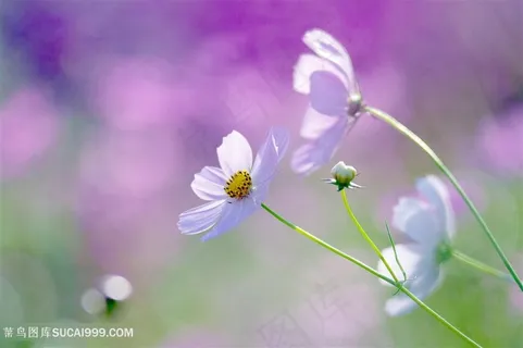 花草素材背景 花草素材背景