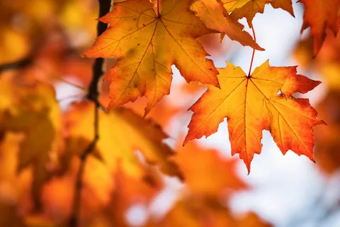 秋天金红的枫叶细节摄影图 秋天金红的枫叶细节摄影图