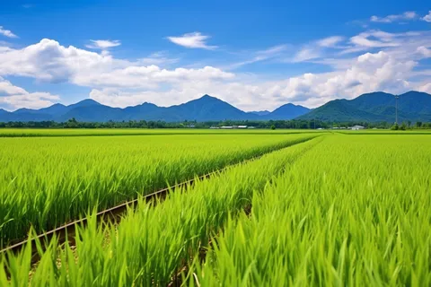 种植农田里的大片稻苗水田摄影图