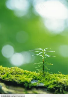 绿芽生命-嫩绿的幼苗 绿芽生命-嫩绿的幼苗