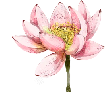 唯美古风水彩手绘荷叶荷花