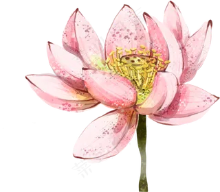 唯美古风水彩手绘荷叶荷花