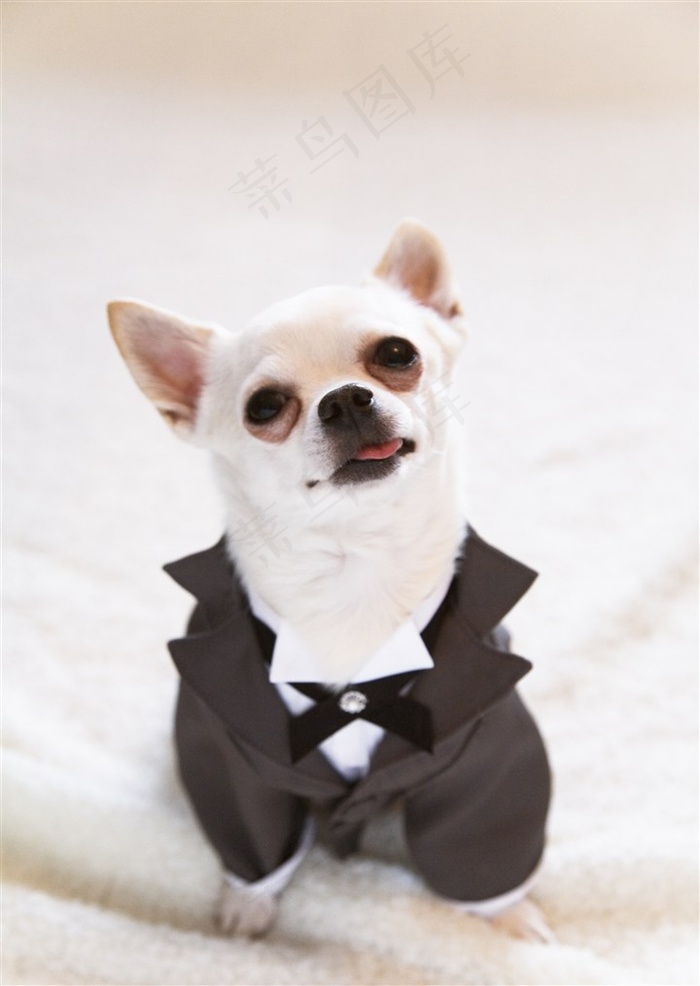 宠物狗机灵jpg素材