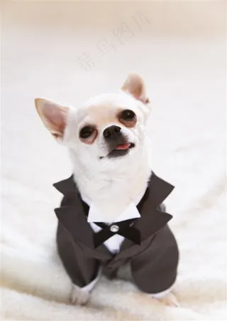 宠物狗机灵jpg素材