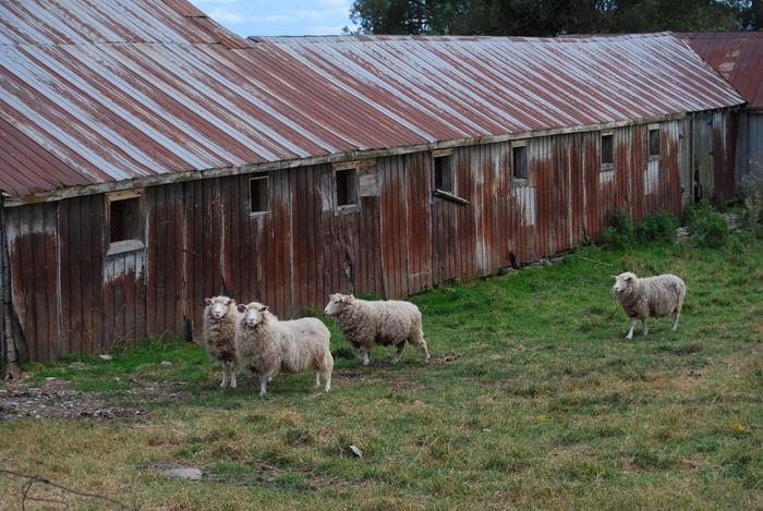 羊白羊牧场动物素材动物实拍