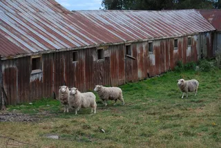 羊白羊牧场动物素材动物实拍
