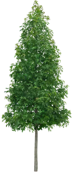 高清树木素材 免抠PSD植物素材 美术绘画园林贴图 树草灌木花草